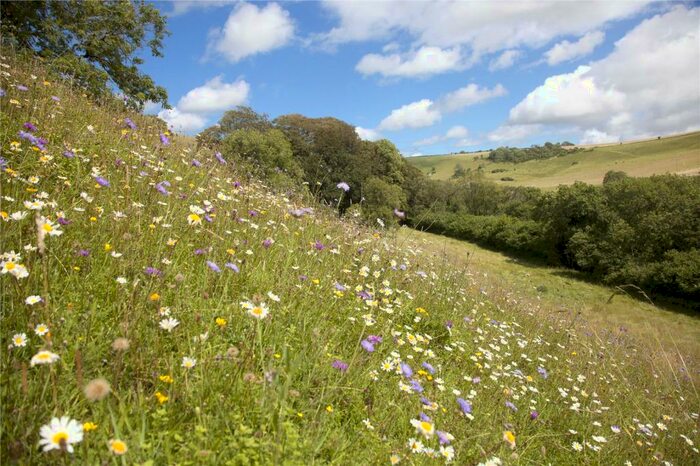 Land For Sale In Land At Askerswell, Askerswell, Bridport, Dorset, DT2