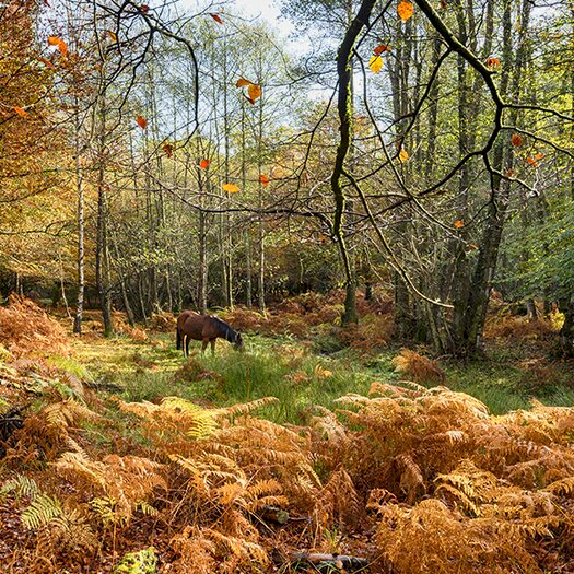 2 Bedroom Detached Bungalow For Sale In New Forest Glades Matchams Lane