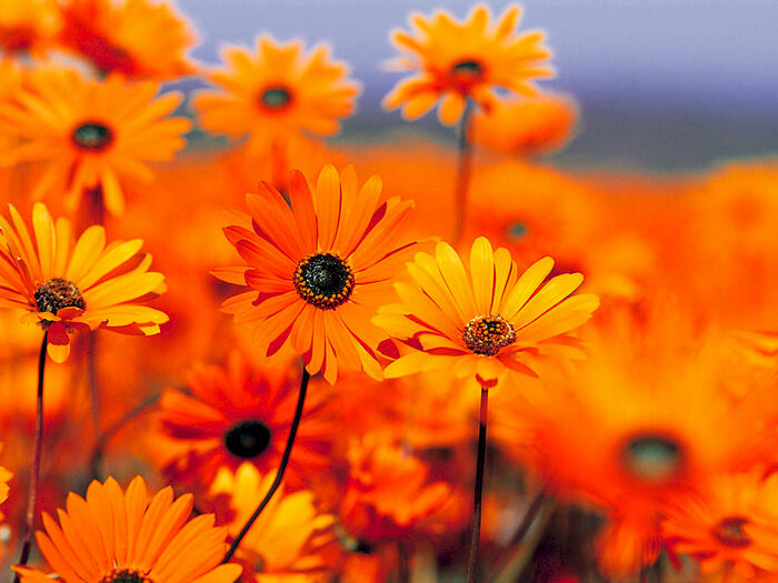 Studio To Rent In Turin Street, London, E2