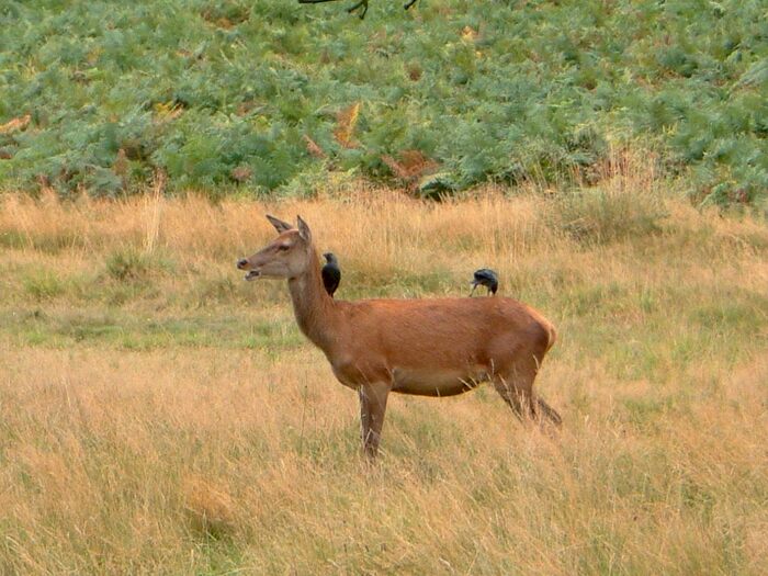 Garage / Parking To Rent In Kingston Road, Teddington, TW11