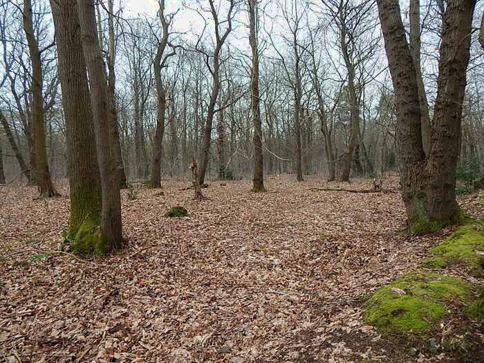 Land For Sale In Woodland Off, Reepham Road, Felthorpe, Norfolk, NR9