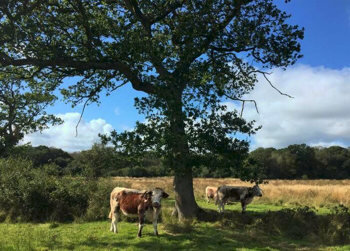 Commercial Land For Sale In Peters Marland, Torrington, EX38