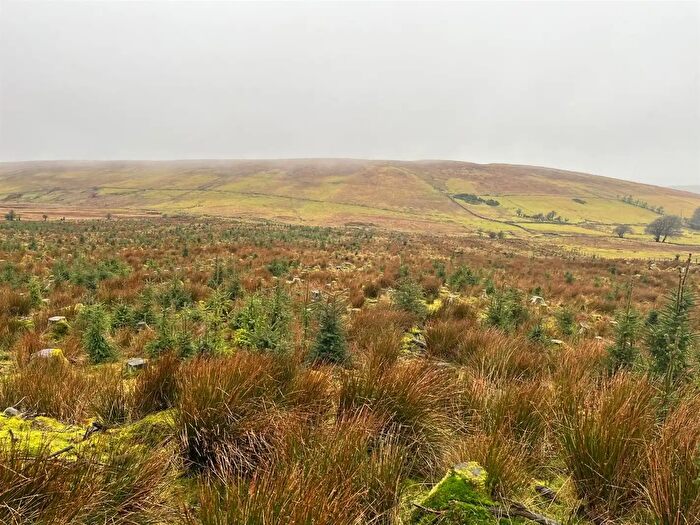 Residential Lands For Sale In Mature & Immature Sitka Spruce Forest, Larne, BT40
