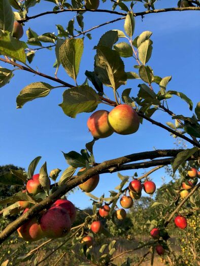 4 Bedroom Country House For Sale In Country Retreat: West Devon, EX20
