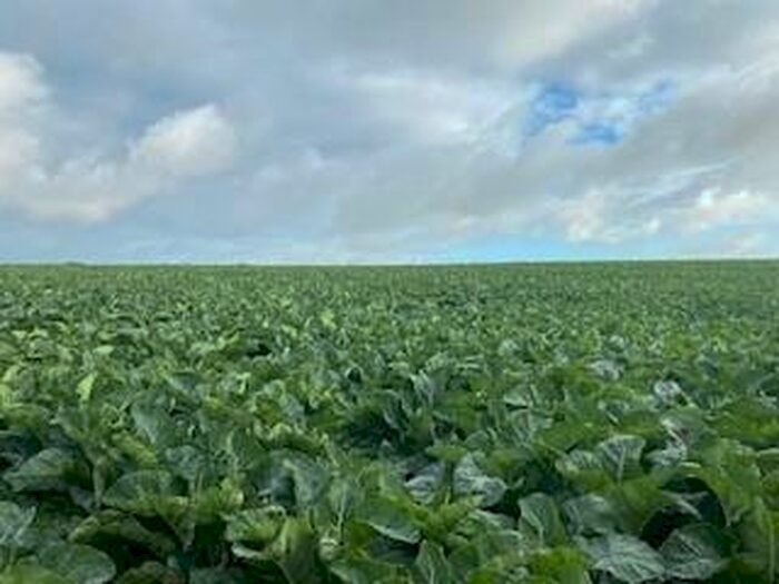 Land For Sale In Trewellell, Nr. Solva, SA62