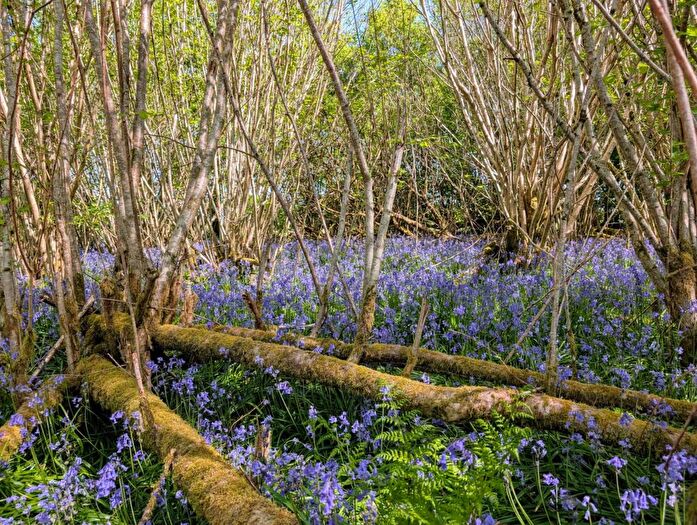 Land For Sale In Nr Motcombe, Dorset - About . Acres, SP7