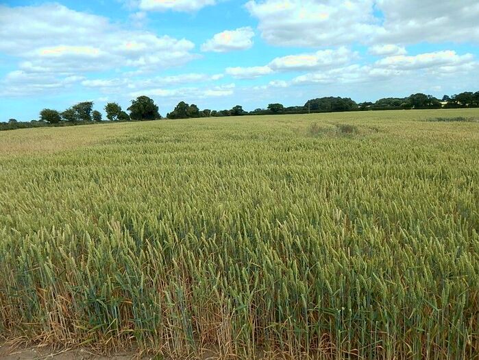 Land For Sale In Land Off New Road, Bodham, Holt, Norfolk, NR25