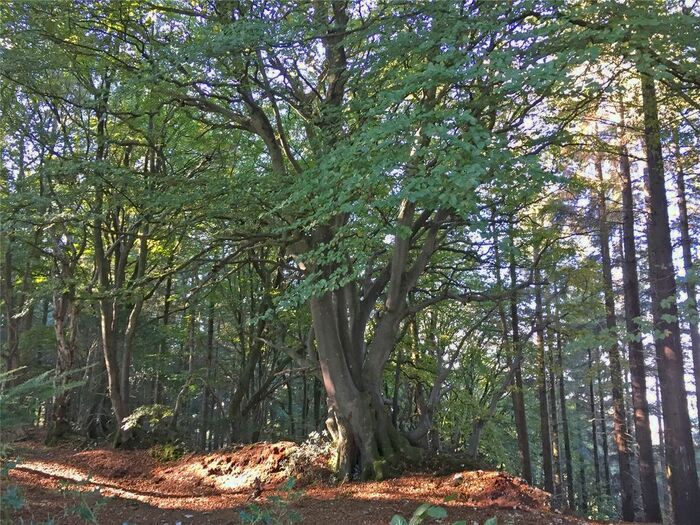 Land For Sale In Shute Road, Kilmington, Axminster, Devon, EX13