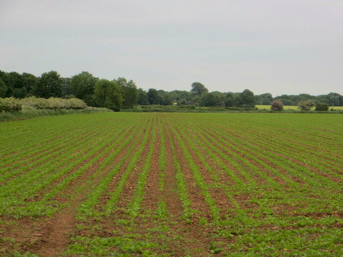 Farm Land For Sale In Heath Lane, Barkston Heath, NG32