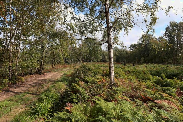 Land For Sale In Junction Road, Cripps Corner, Staplecross, TN32