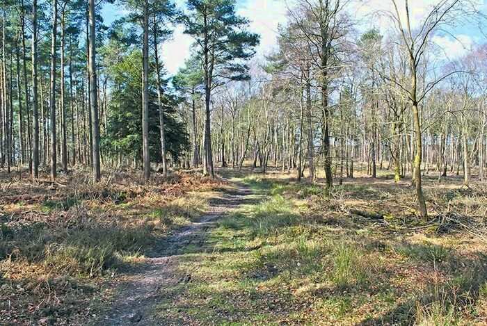 Land For Sale In Holmbury Lane, Holmbury St. Mary, Dorking RH5