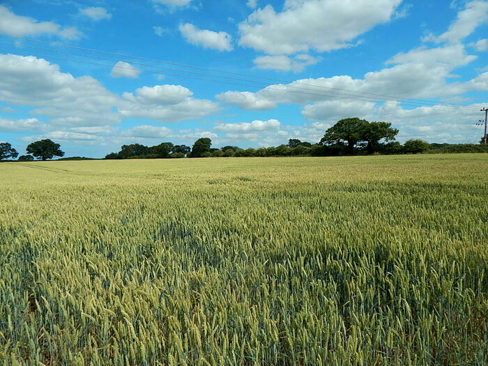 Land For Sale In Land Off New Road, Baconsthorpe, Holt, Norfolk, NR25