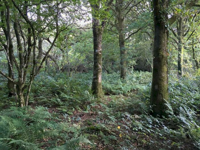 Farm Land For Sale In Winkleigh, EX19