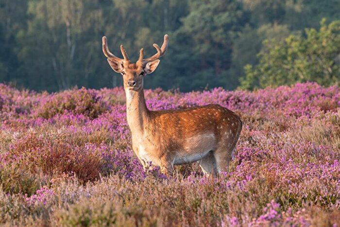 Land For Sale In Plot - Brookheath Lodge, Sandleheath, Fordingbridge, SP6