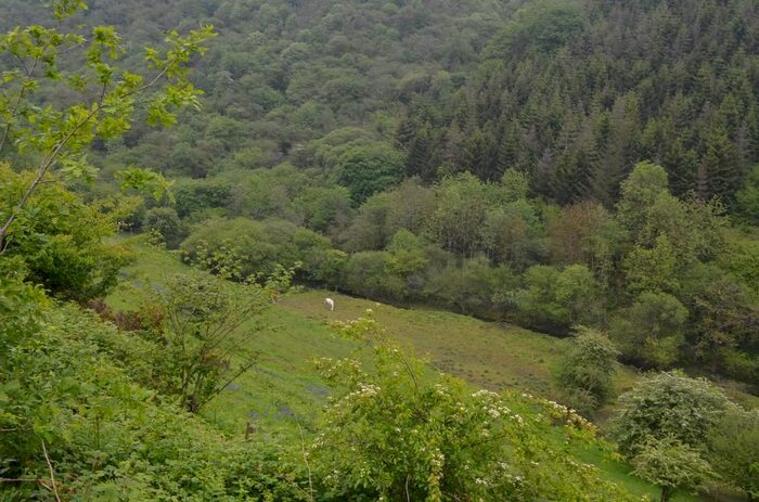 2 Bedroom Land For Sale In Heol Y Bwt, Cwmduad, Carmarthenshire, SA33
