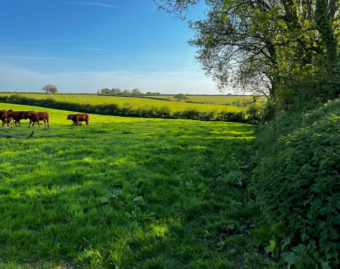 Land For Sale In Torr Quarry Industrial Estate, East Allington, Totnes, TQ9