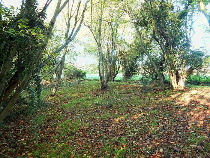 Land For Sale In Woodland Off, Weston Hall Road, Weston Longville, Norwich, Norfolk, NR9