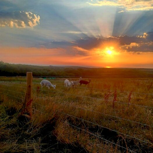 Land For Sale In Near Meddon, Bideford, EX39