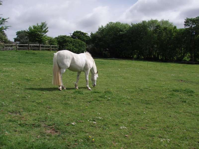 5 Bedroom Detached House For Sale In Dartmoor Dousland, PL20